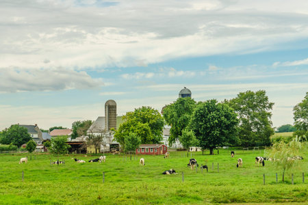 Amish country farm barn field agriculture and grazing cows in Lancaster, PAの写真素材
