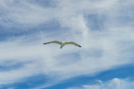 White gull flying Lower New York Bayの写真素材