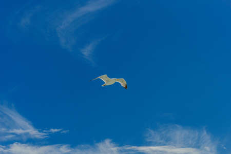White gull flying Lower New York Bayの写真素材
