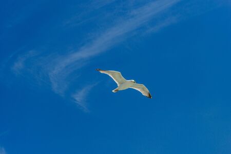 White gull flying Lower New York Bayの写真素材