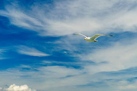 White gull flying Lower New York Bayの写真素材