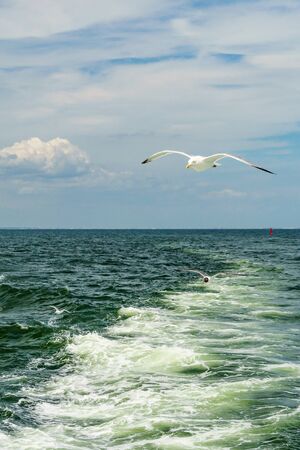 White gull flying Lower New York Bayの写真素材
