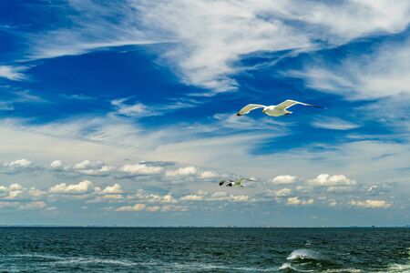 White gull flying Lower New York Bayの写真素材