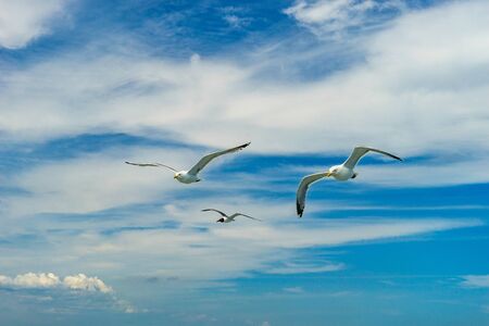 White gull flying Lower New York Bayの写真素材