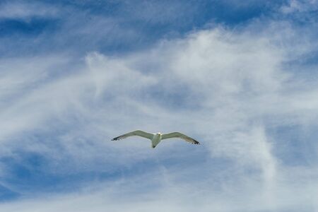 White gull flying Lower New York Bayの写真素材
