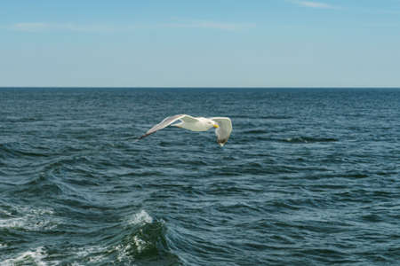 White gull flying Lower New York Bayの写真素材