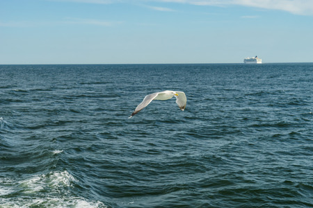 White gull flying Lower New York Bayの写真素材