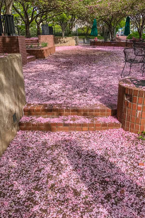 Petals of sakura, cherry blossom cover the steps and streets of the Philadelphia, Pennsylvaniaの写真素材