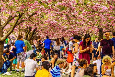 Brooklyn NY US - April 29 2017 Sakura Matsuri Spring day of cherry blossomのeditorial素材