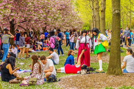 Brooklyn NY US - April 29 2017 Sakura Matsuri Spring day of cherry blossomのeditorial素材