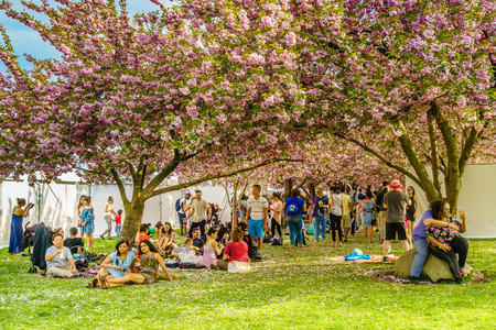 Brooklyn NY US - April 29 2017 Sakura Matsuri Spring day of cherry blossomのeditorial素材