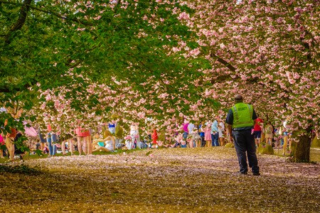 Brooklyn NY US - April 29 2017 Sakura Matsuri Spring day of cherry blossomのeditorial素材