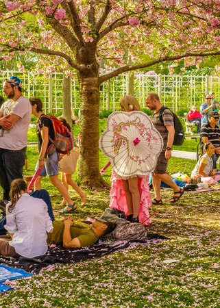 Brooklyn NY US - April 29 2017 Sakura Matsuri Spring day of cherry blossomのeditorial素材