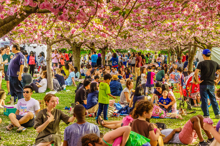 Brooklyn NY US - April 29 2017 Sakura Matsuri Spring day of cherry blossomのeditorial素材