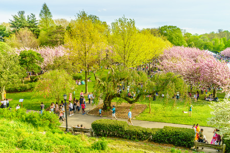 Brooklyn NY US - April 29 2017 Sakura Matsuri Spring day of cherry blossomのeditorial素材