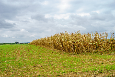 Amish country, PAの写真素材