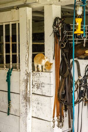 Amish country horse farm barn field agriculture in Lancaster, PAの写真素材