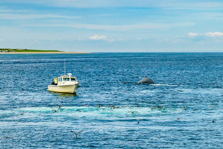 Boat and whale, Cape Cod, Massachusetts US?の写真素材