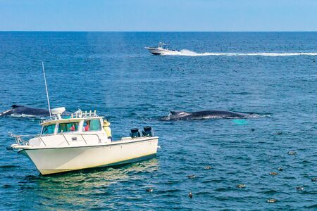 Boat and whale, Cape Cod, Massachusetts USの写真素材