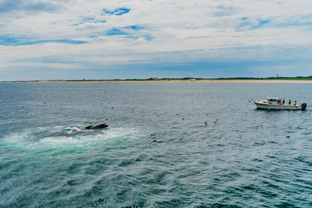 Boat and whale, Cape Cod, Massachusetts USの写真素材