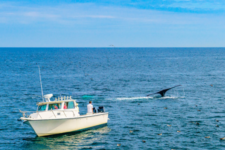 Boat and whale, Cape Cod, Massachusetts, USの写真素材