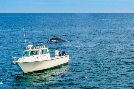 Boat and whale, Cape Cod, Massachusetts, USの写真素材