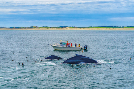 Provincetown, Cape Cod, Massachusetts, US - August 15, 2017 Boat, his crew and whaleのeditorial素材