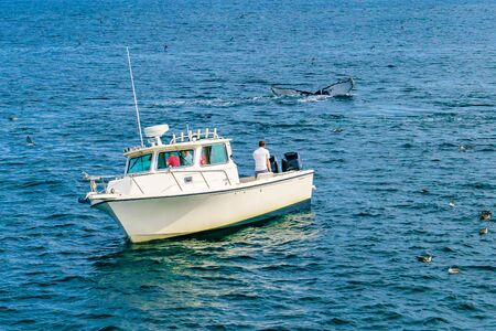 Boat and whale, Cape Cod, Massachusetts USの写真素材