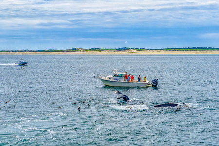 Provincetown, Cape Cod, Massachusetts, US - August 15, 2017 Boat, his crew and whaleのeditorial素材