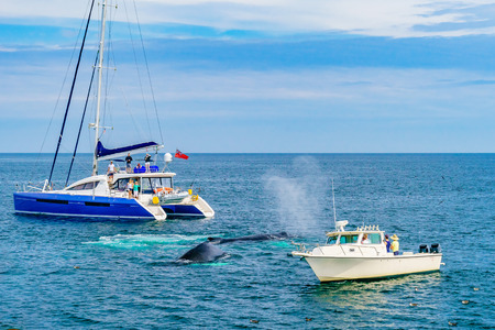 Provincetown, Cape Cod, Massachusetts, US - August 15, 2017 Whale between two small shipsのeditorial素材