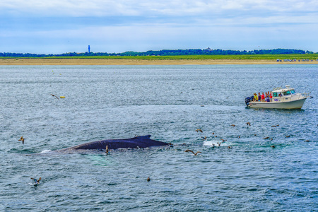 Provincetown, Cape Cod, Massachusetts, US - August 15, 2017 Boat, his crew and whaleのeditorial素材