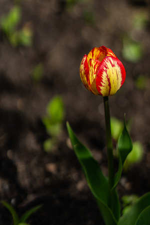 Beautiful red yellow tulip bud. The background is blurredの写真素材