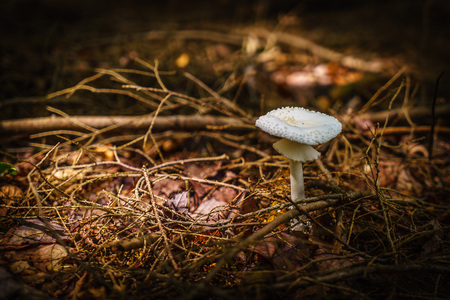 Mushrooms in a forest. Selective focus NY upstateの写真素材