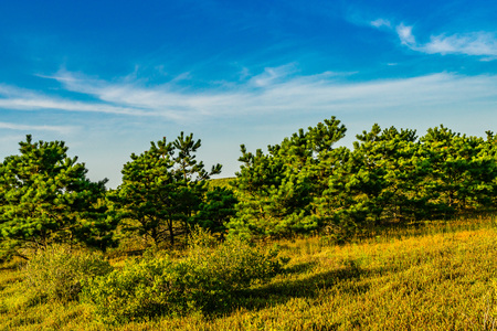 Sand Dunes and Grass of the Provincelands Cape Cod MA USの写真素材