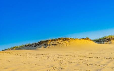 Sand Dunes and Grass of the Provincelands Cape Cod MA USの写真素材