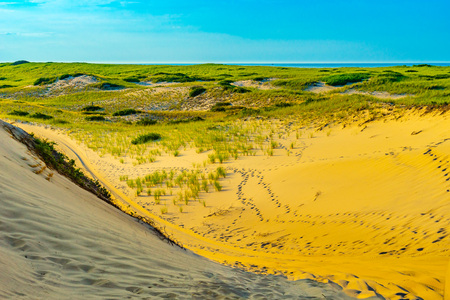 Sand Dunes and Grass of the Provincelands Cape Cod MA USの写真素材
