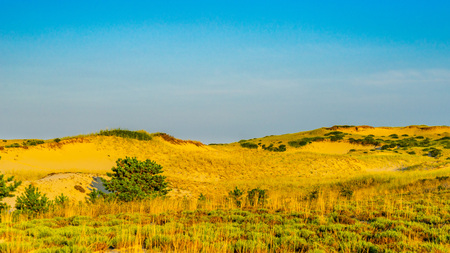 Sand Dunes and Grass of the Provincelands Cape Cod MA USの写真素材
