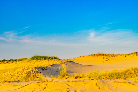 Sand Dunes and Grass of the Provincelands Cape Cod MA USの写真素材