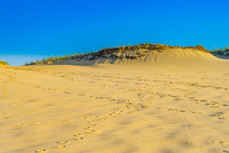 Sand Dunes and Grass of the Provincelands Cape Cod MA USの写真素材
