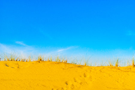 Sand Dunes and Grass of the Provincelands Cape Cod MA USの写真素材