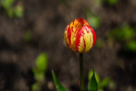 Beautiful red yellow tulip bud. The background is blurred.の写真素材