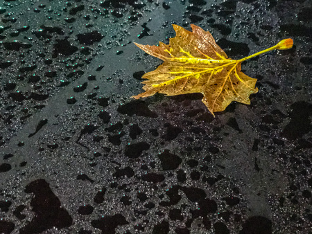 Yellow autumn leaf on wet car window.の写真素材