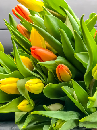 Beautiful mix of tulips flowers lying on the surface.の写真素材