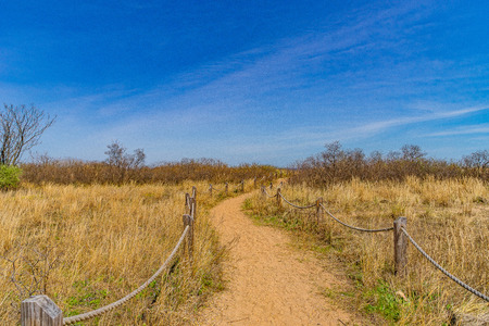 Passe through sand dunes, Staten Island NY US.の写真素材