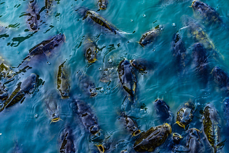 a lot of feeding freshwater fish in ponds in boiling water water.の写真素材
