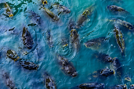 a lot of feeding freshwater fish in ponds in boiling water water.の写真素材
