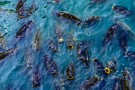 a lot of feeding freshwater fish in ponds in boiling water water.の写真素材