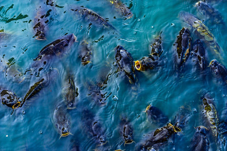 a lot of feeding freshwater fish in ponds in boiling water water.の写真素材