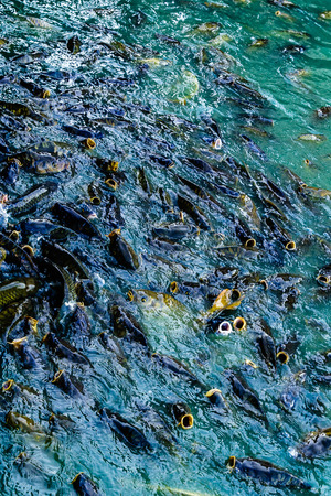 a lot of feeding freshwater fish in ponds in boiling water water.の写真素材