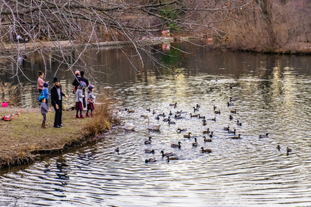 Prospect park, Brooklyn, NY February 19 2017 People feeding waterfowlのeditorial素材